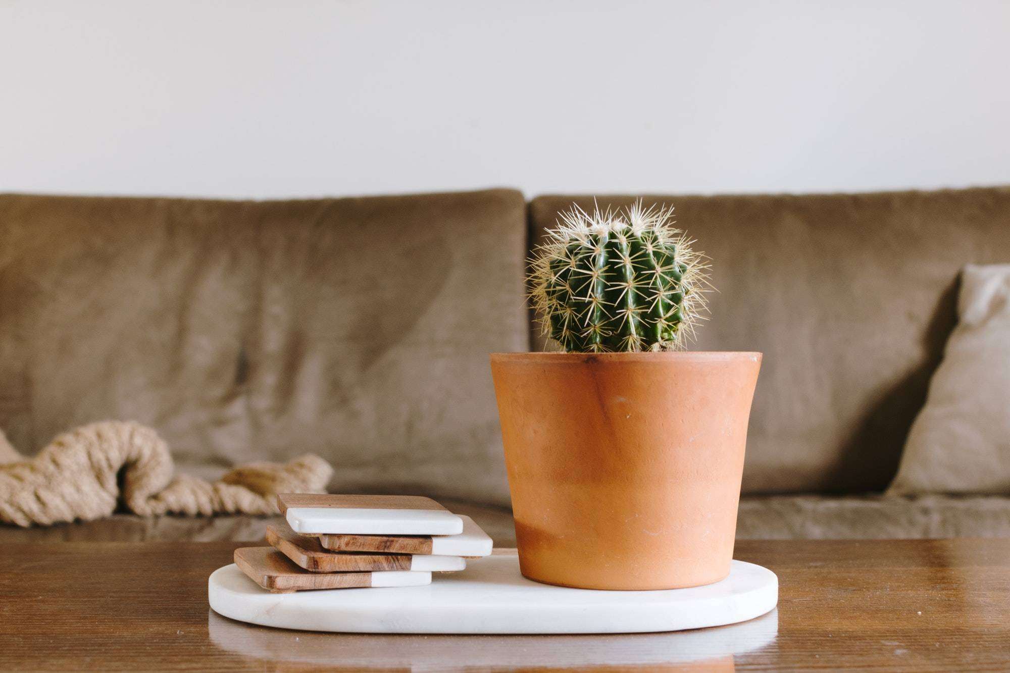 modern white apartment - cactus and coasters on coffee table.
